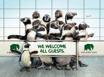 Willkommen im Winter - Pinguine am Airport CGN (Foto: Zoo Köln)