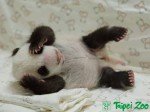 Keine Puppe, aber echt süß: Yuan Tsai im Alter von einem Monat (Foto: Taipei Zoo)