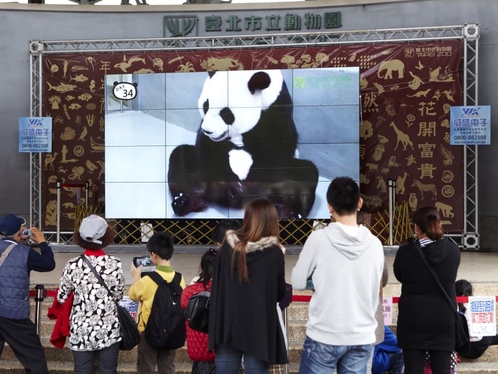 Pandamädchen Yuan Tsai auf der Video Wall im Zoo in Taipeh (Foto: VIA Technologies)
