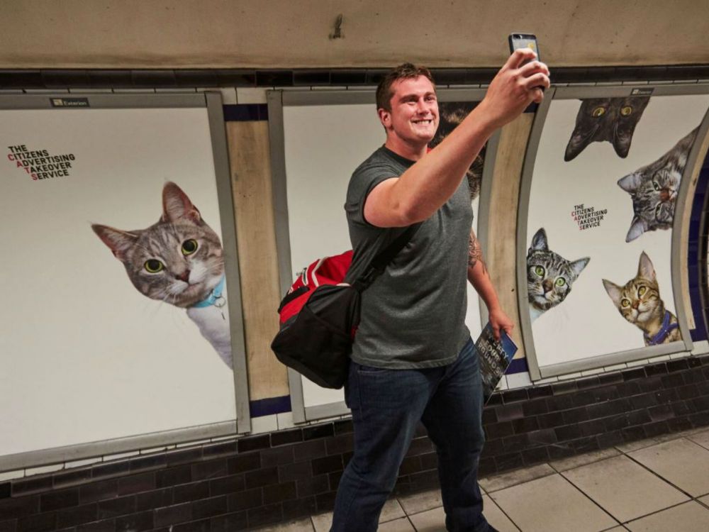 Katzen wohin das Auge blickt - Kampagne an der Clapham Common Station (Foto: Glimpse)