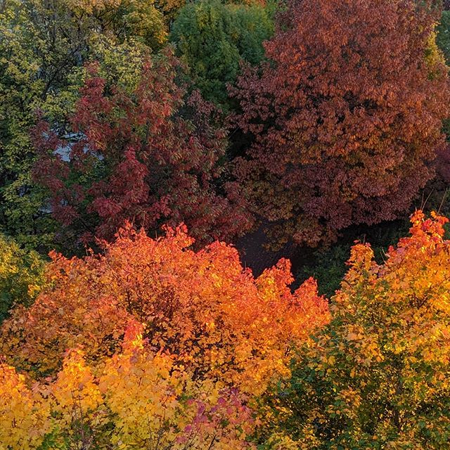 #viewfromtheoffice Autumn colors at #invidis HQ in #munich