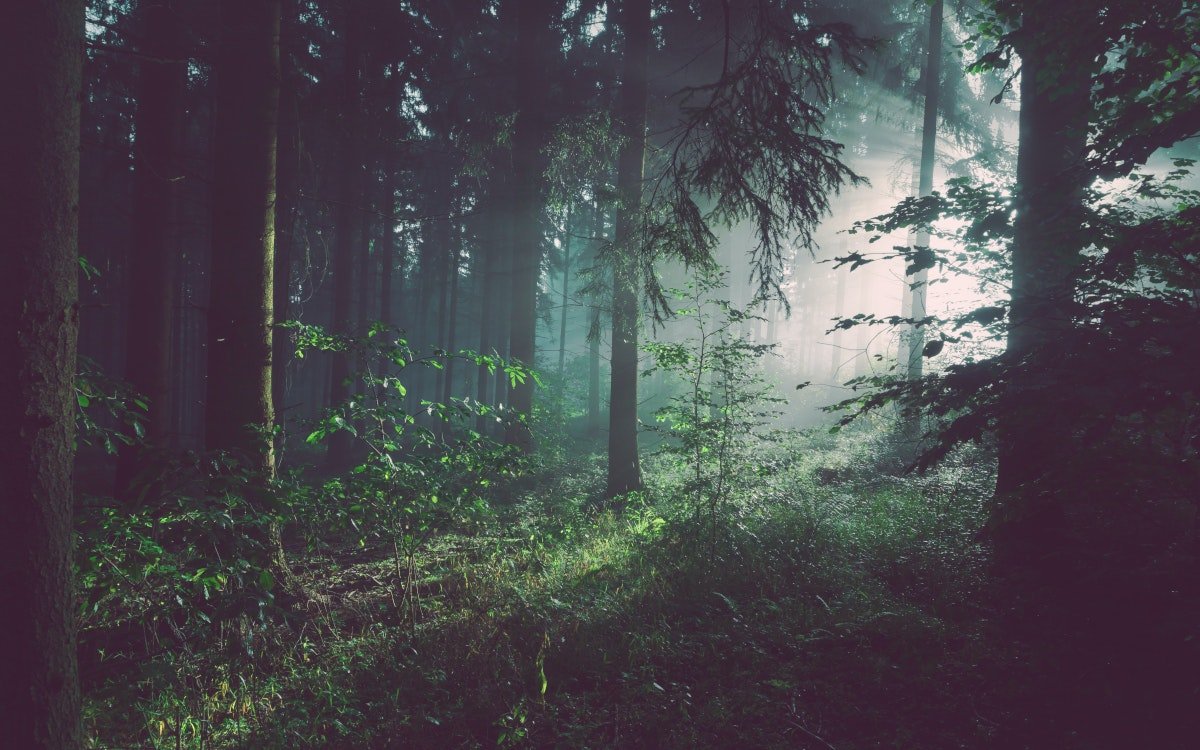 Wald in Deutschland - Symbolfoto (Foto: Sebastian Unrau / Unsplash)