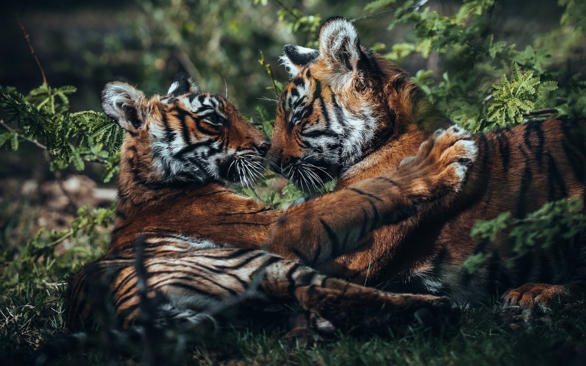 Im Rahmen der Awards lud Viewsonic Künstler wie Luke Stackpoole ein, den Fotografen der beiden bengalischen Tiger. (Foto: Luke Stackpoole/ ViewSonic)