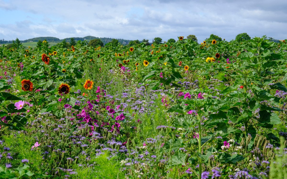 Zwischen den Zuckerrüben sind Wildblumen angepflanzt. (Foto: Norbert Ittermann/ Deutsche Telekom)