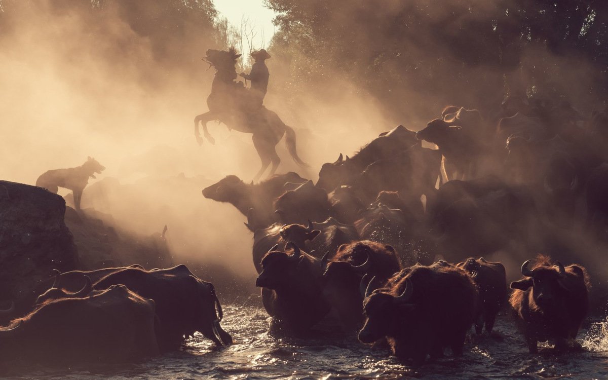 Der erste Preis in der Kategorie Fotografie ging an das Werk "The Return of the Buffalo Shepherd" vom türkischen Fotografen Meric Aktar. (Foto: ViewSonic)