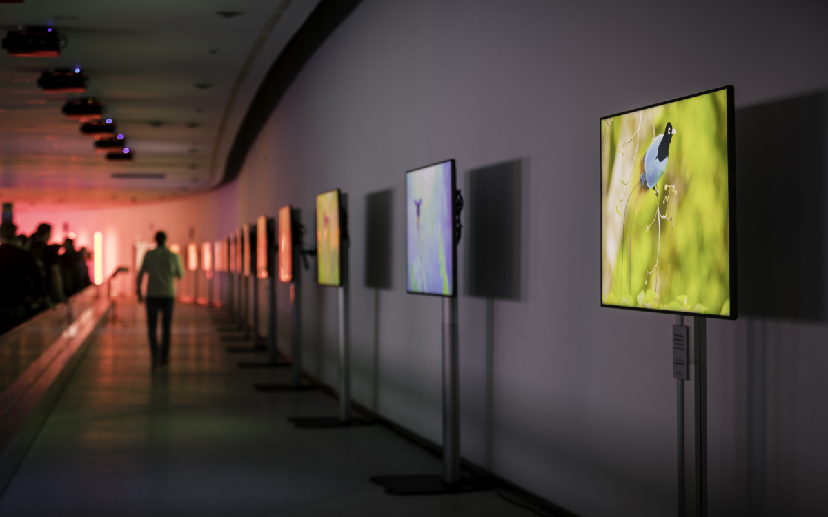 Inhalte aus der Signage-Kunstgalerie von Windowsight (Foto: Windowsight)