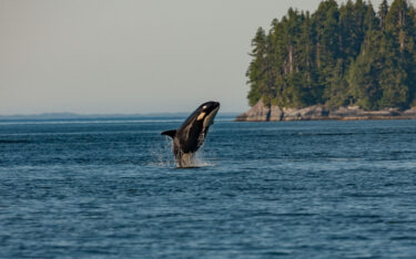 Wale. keine kleine Fische mehr (Foto: Thomas Lipke / Unsplash)