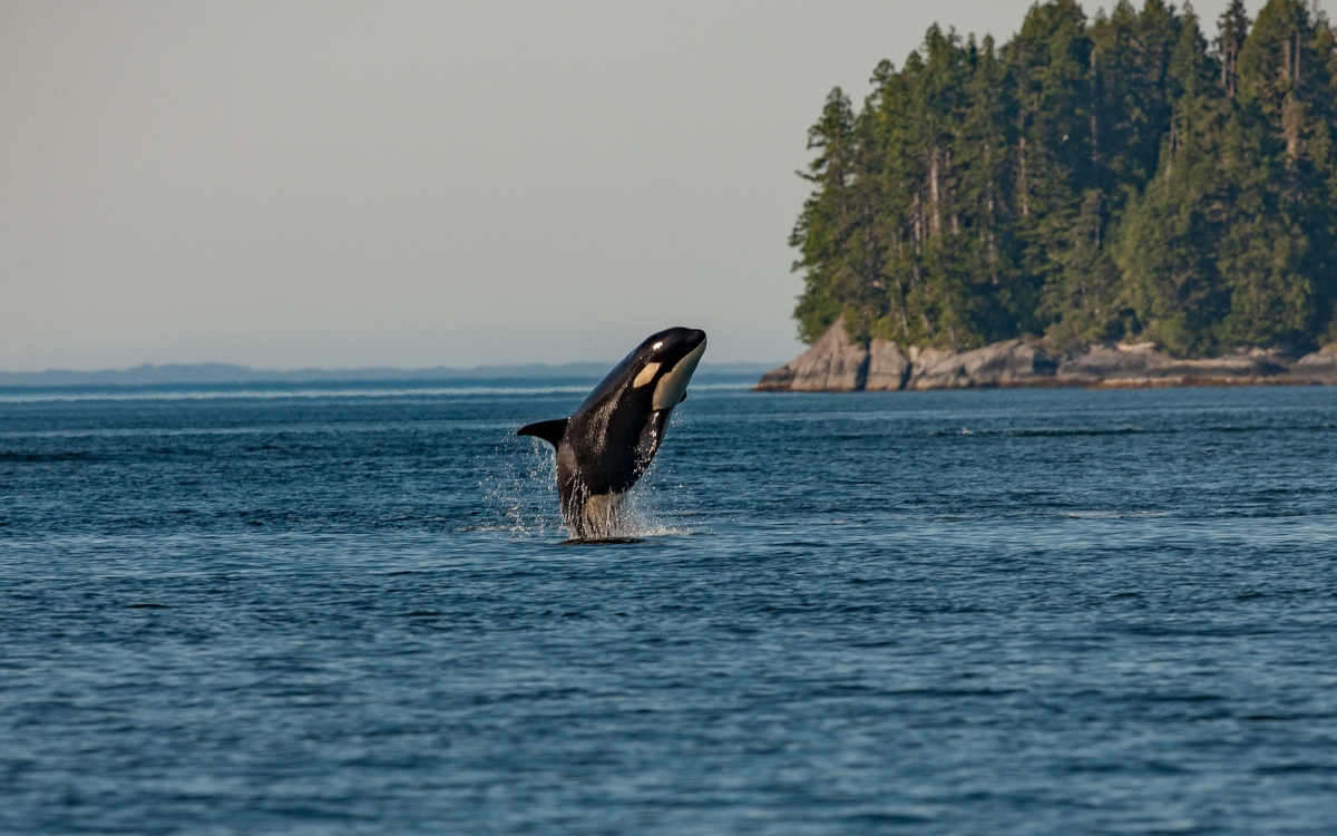 Wale. keine kleine Fische mehr (Foto: Thomas Lipke / Unsplash)