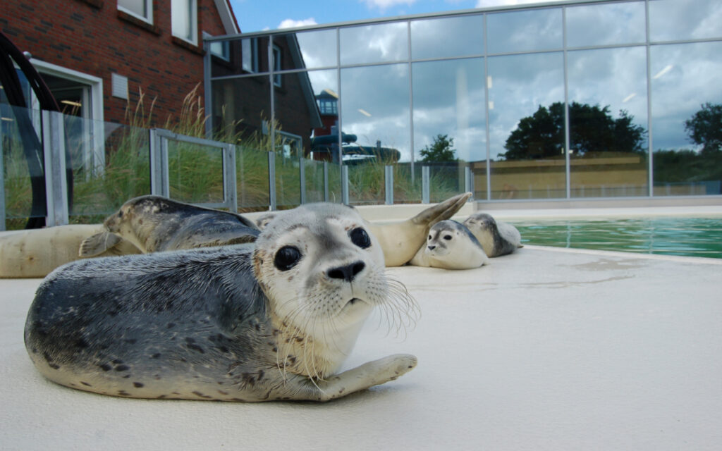 Die Seehundstation zieht verwaiste Tiere auf. (Foto: Seehundstation Norddeich)