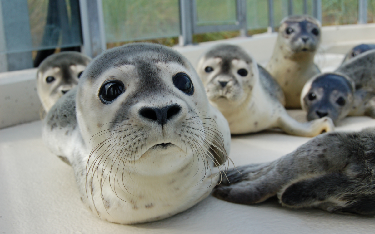 Die Dauerausstellung der Seehundstation Norddeich hat nun eine immersive 360-Grad-Installation. (Foto: Seehundstation Norddeich)
