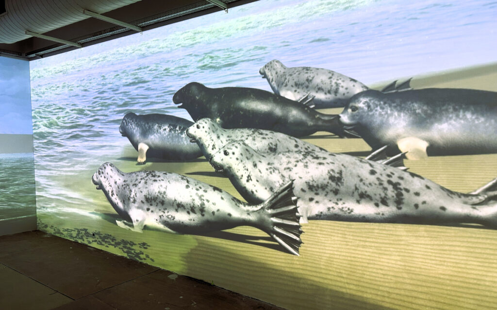 In der neuen 360-Grad-Projektion können Besucher etwas über die Seehunde und ihren Lebensraum, das Wattenmeer, lernen. (Foto: DMPW)